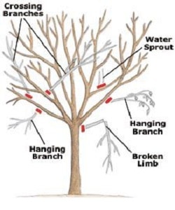 Additional Tips for Pruning