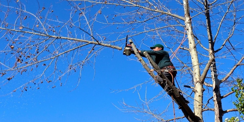 How To Prune A Tree