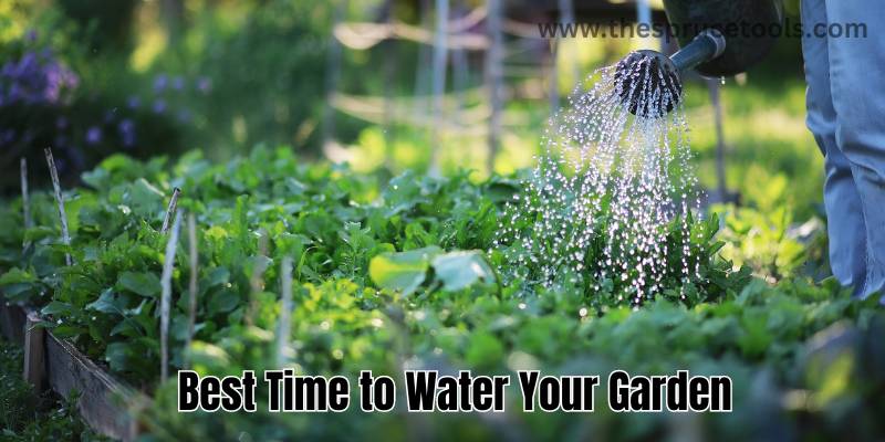 Best Time to Water Your Garden