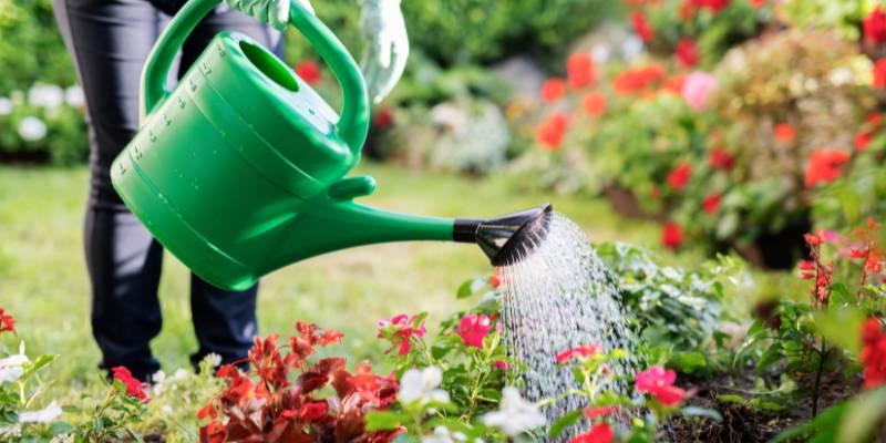 Best Times to Water Your Garden