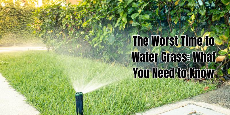 Worst Time to Water Grass