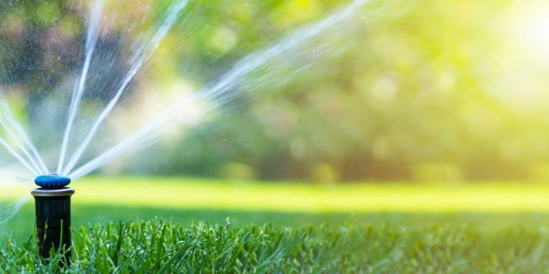 Best Time to Water Grass in Winter