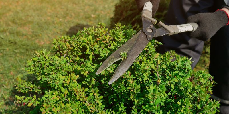 Tree Trimming