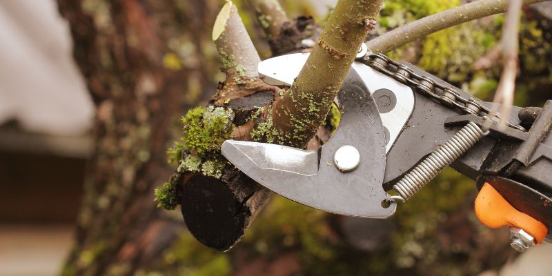 Definition and Purpose Of Pruning