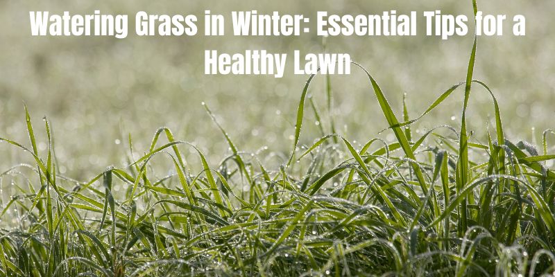 Watering Grass in Winter